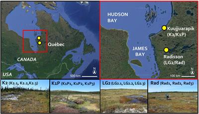 Recent Changes in Peatland Testate Amoeba Functional Traits and Hydrology Within a Replicated Site Network in Northwestern Québec, Canada